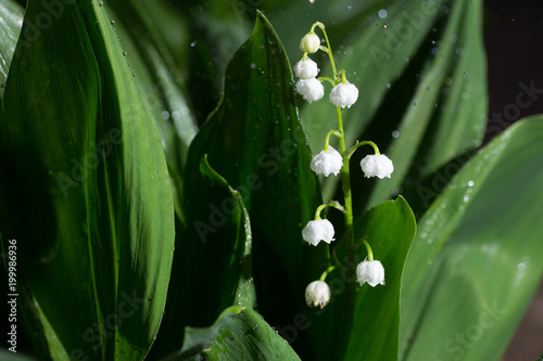 Beautiful lily of the valley flowers in green blur bokeh nature background, spring concept.