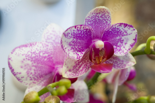 Fototapeta Naklejka Na Ścianę i Meble -  orchidée rose