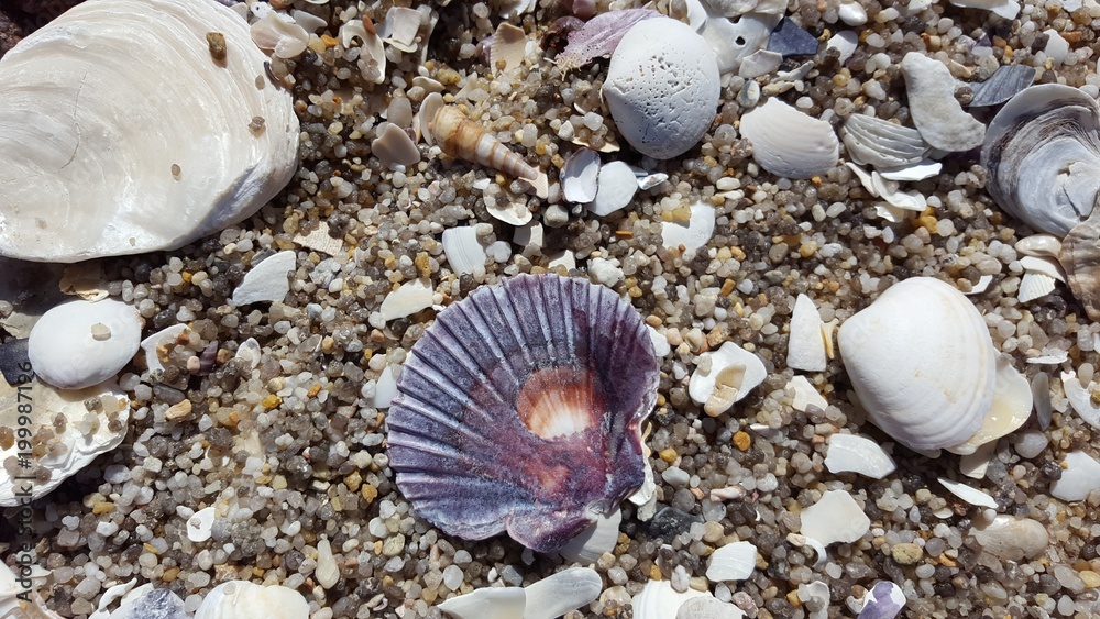 Muscheln Strand Muscheln Strand