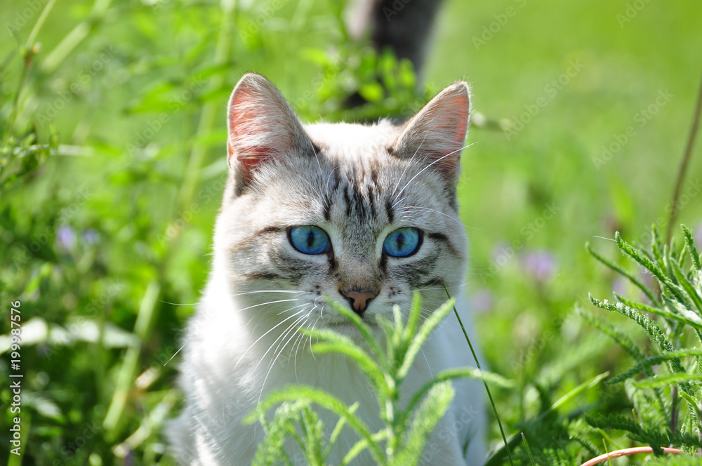 White cat with beautiful blue eyes in a green grass