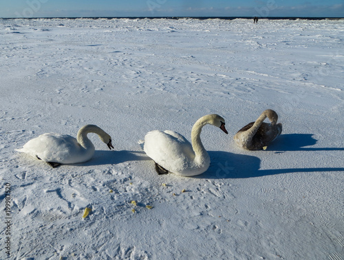 Freezing on the ice of the Riga Bay swans in the winter of 2018. photo