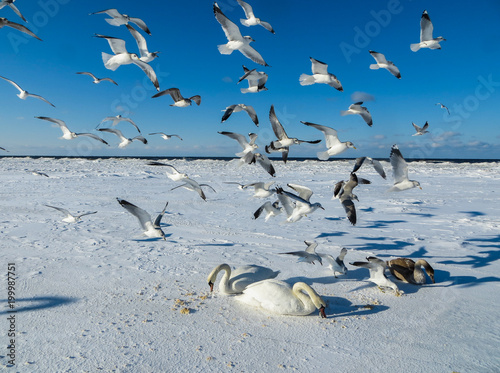 Seagulls are trying to take away food from swans in the winter of 2018.