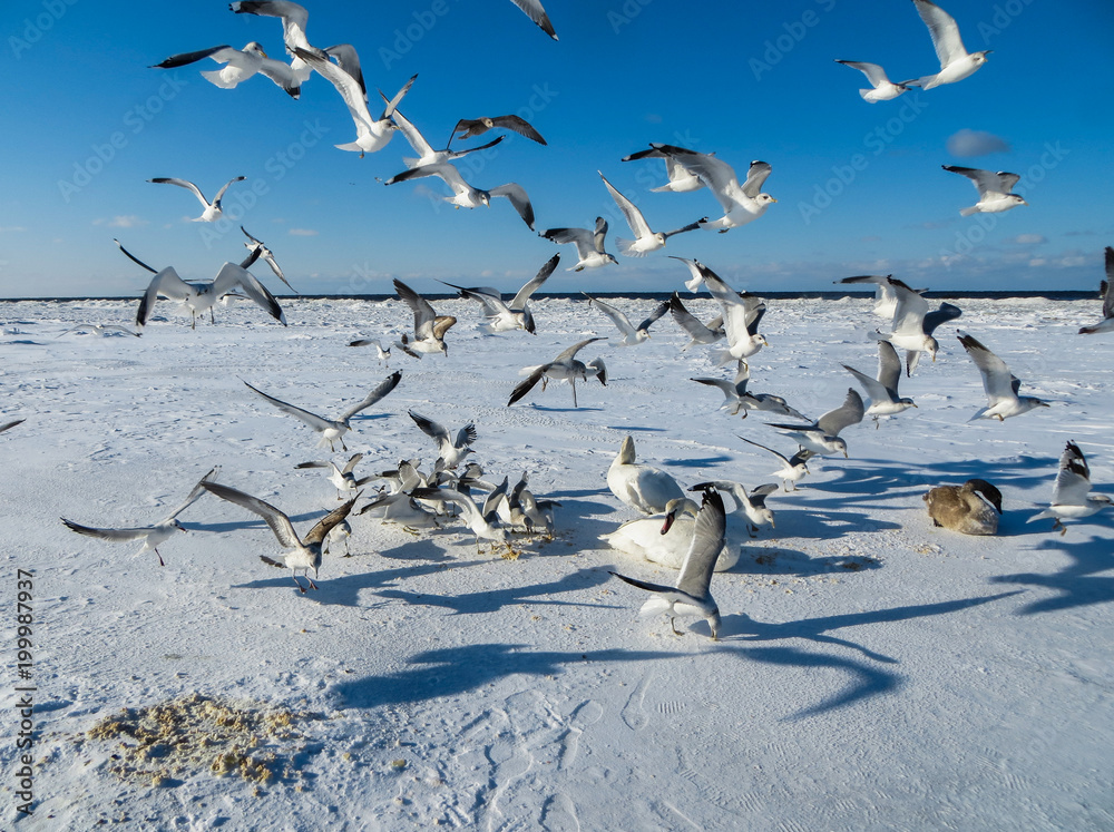 Obraz premium Seagulls are trying to take away food from swans in the winter of 2018.