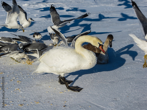 Freezing on the ice of the Riga Bay swans in the winter of 2018. photo
