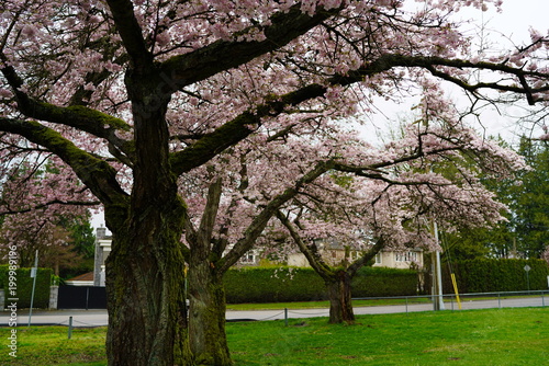 Beautiful cherry blossoms and fresh green lawn in UBC, Vancouver, BC, Canada