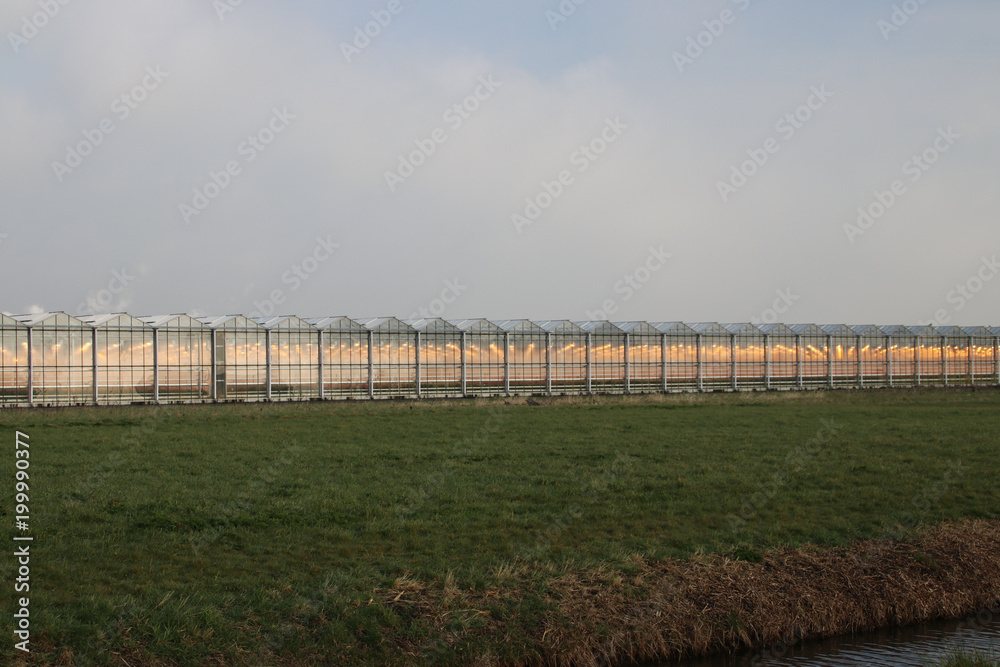 Orange growing lights in a greenhouse in nieuwerkerk aan den IJssel in the Netherlands