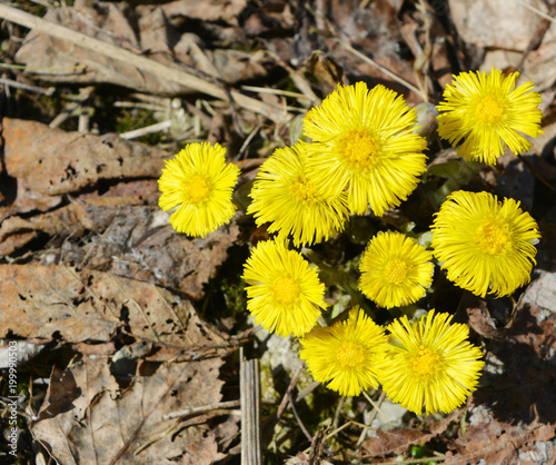 beautiful first yellow flowers coltsfoot among dry leaves, spring landscape 
