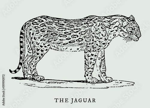 The jaguar panthera onca in side view (after a vintage woodcut, engraving, illustration from the 18th century). Easy editable in layers