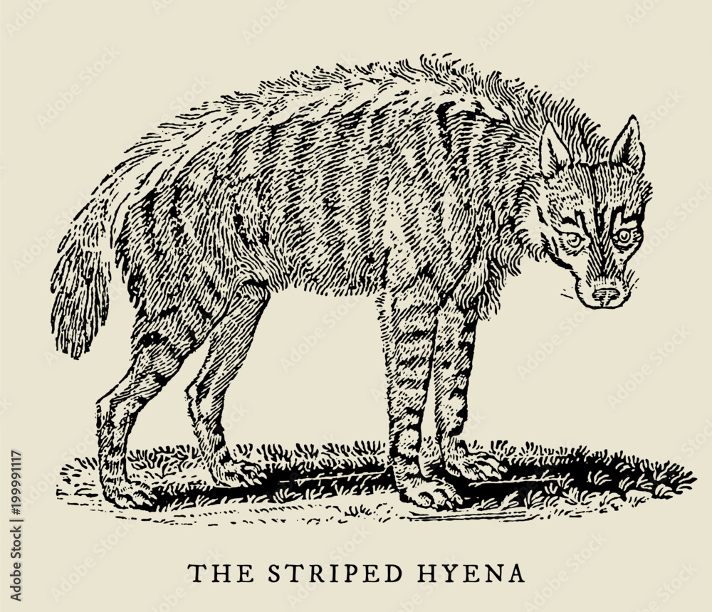 Φωτογραφία The striped hyena hyaena in side view (after a historical or vintage woodcut, engraving, illustration from the 18th century)