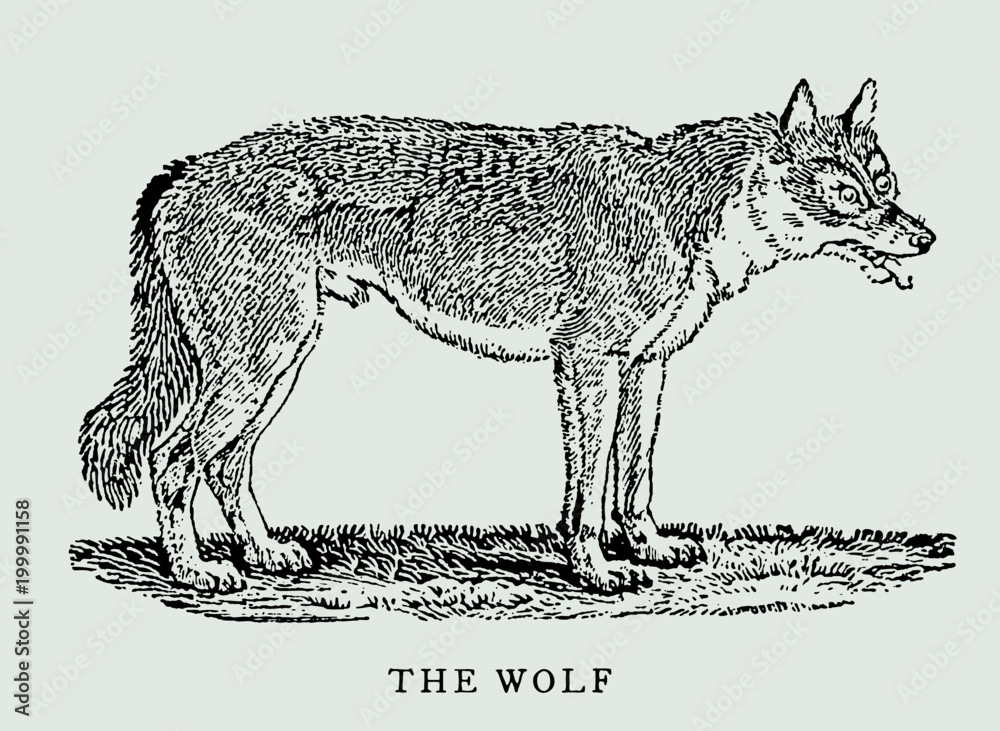 Φωτογραφία The wolf canis lupus in side view after vintage woodcut engraving from 18th cent