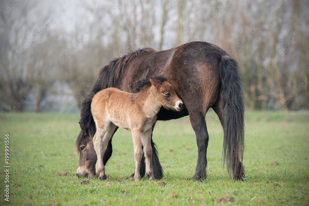 Fotografie Exmoor Pony with foal