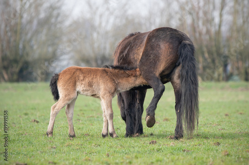 Exmoor Pony with foal