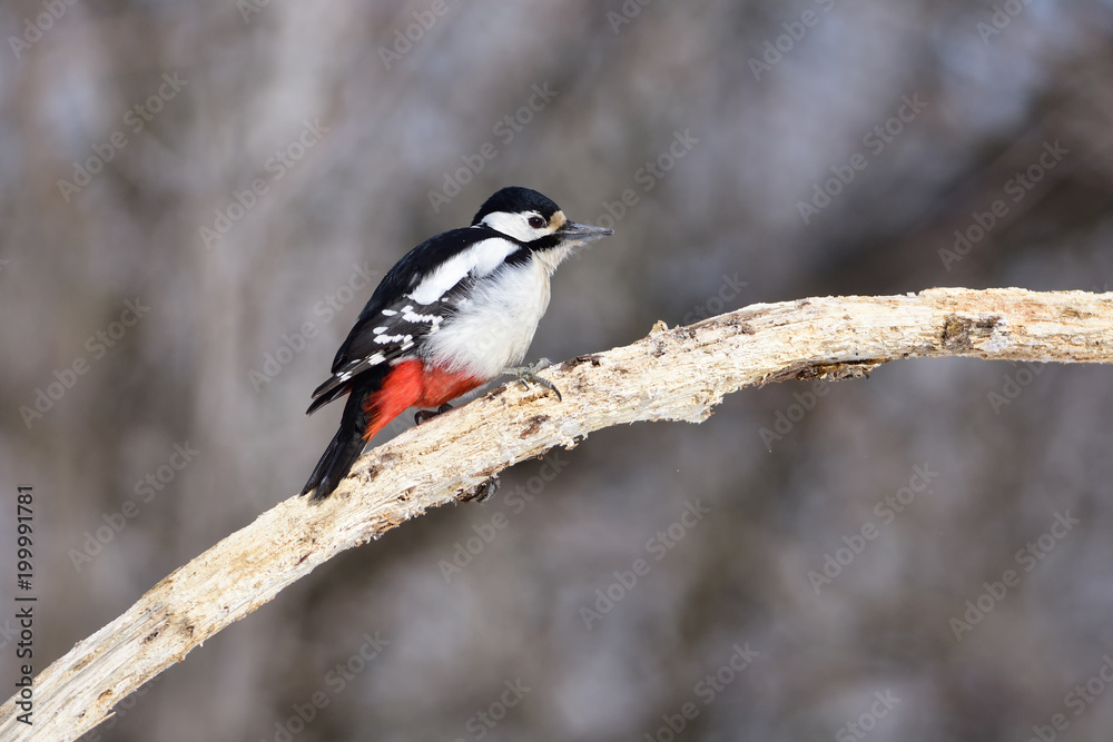Great spotted woodpecker interrupted the search for insects for a moment to look around. Great spotted woodpecker interrupted the search for insects for a moment to look around.