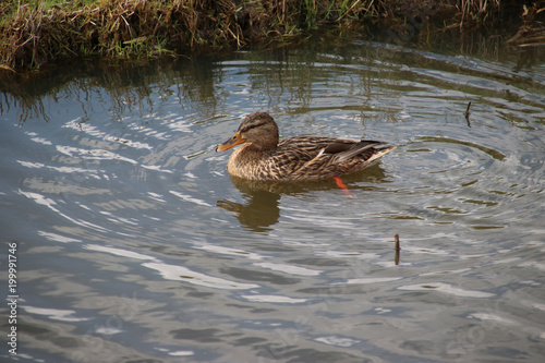 Female mallard swimming in a ditch in waddinxveen in the Netherlands