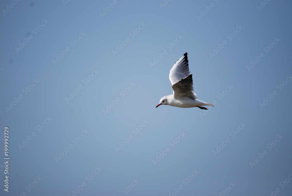Fototapeta premium Möwe im Flug in Kroatien