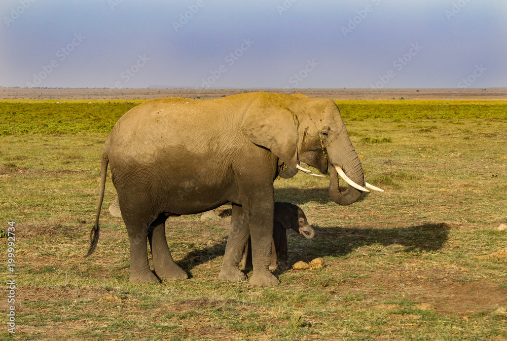 Fototapeta premium Elephants in Kenya - Amboseli Park