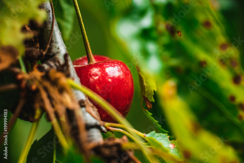 red cherry on branch with green leaves photo