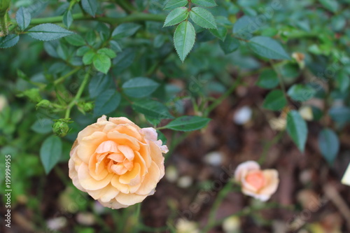 Herbaciana róża w ogrodzie