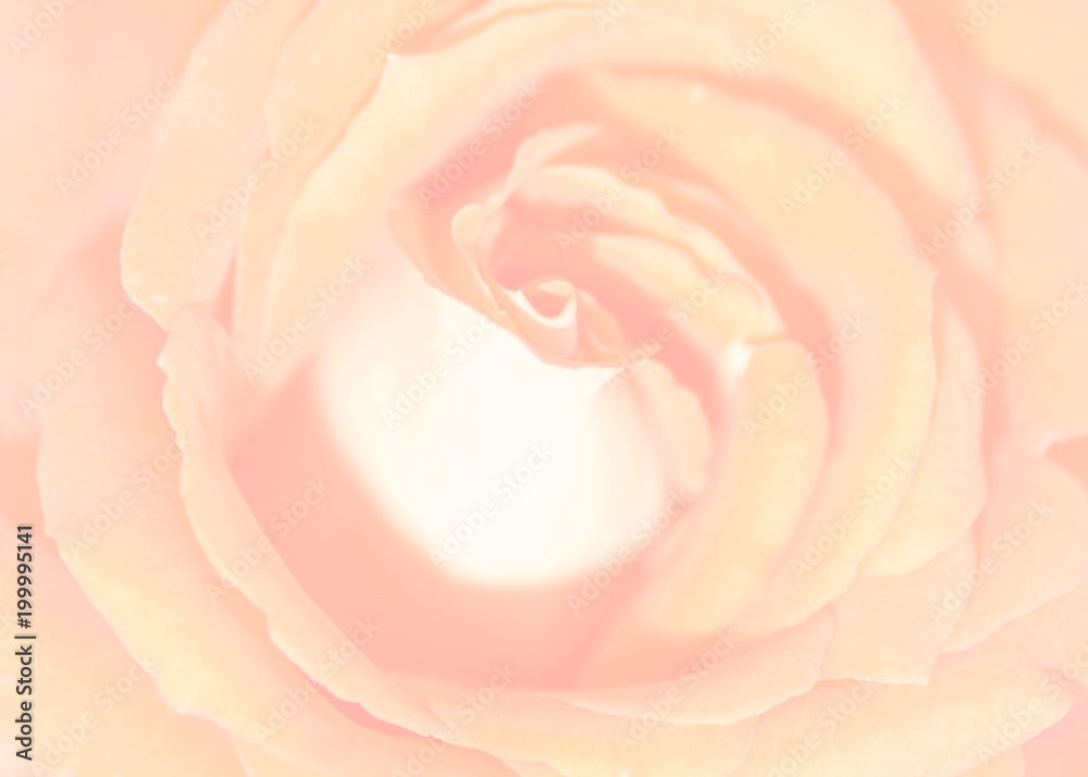 Foto One beautiful rose closeup for background