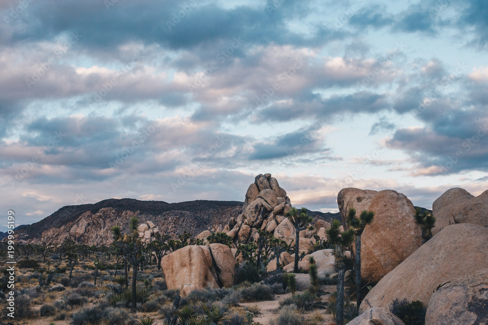 Fototapeta premium Stormy Skies in Joshua Tree National Park