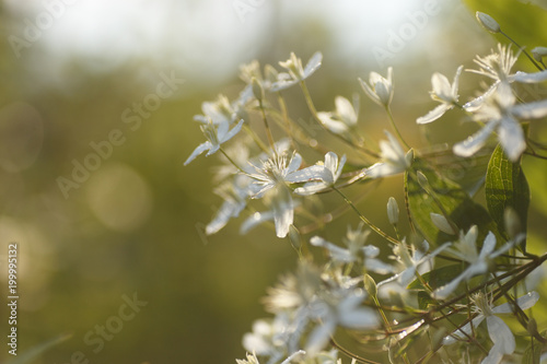 Decorative bush with white flowers on sunset. Clematis.