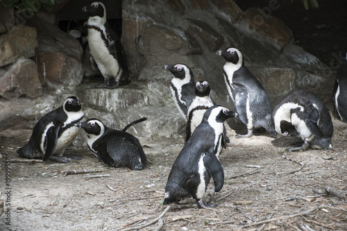 South African Pinguins with a rocky background photo