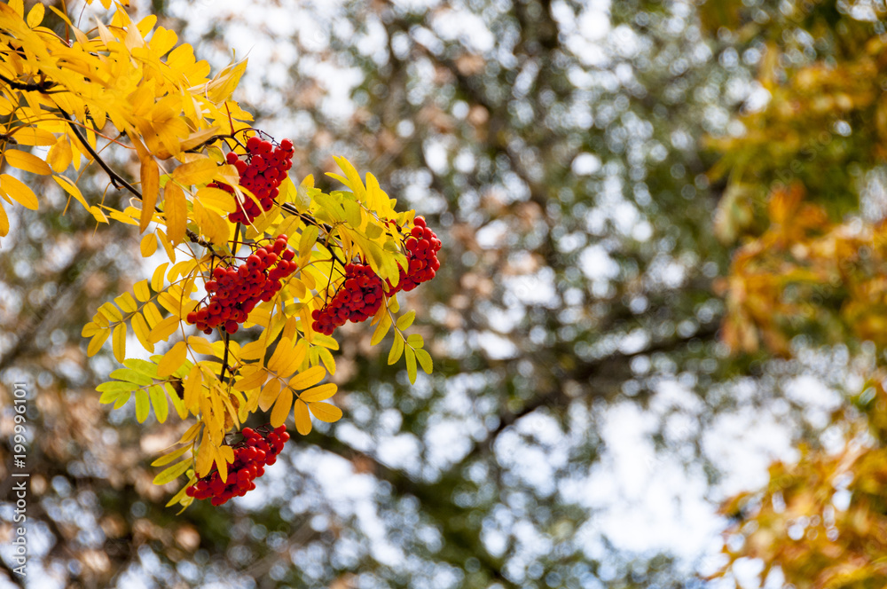 Texture, batskground. Autumn Laves of-Rowan tray. rovanberry, sorbitol, Wild ash, drink, Rowan-tray. The rowans or mountain-ashes are shrubs or trees in the genus Sorbus Texture, batskground. Autumn Laves of-Rowan tray. rovanberry, sorbitol, Wild ash, drink, Rowan-tray. The rowans or mountain-ashes are shrubs or trees in the genus Sorbus