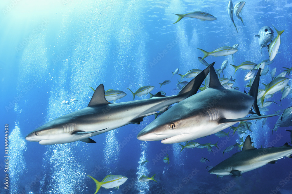 Fototapeta premium Two reef sharks in the bahamas