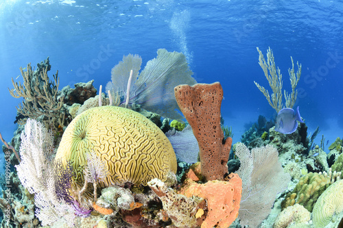 Fototapeta Naklejka Na Ścianę i Meble -  Coral reef with blue background and yellow brain coral in the left