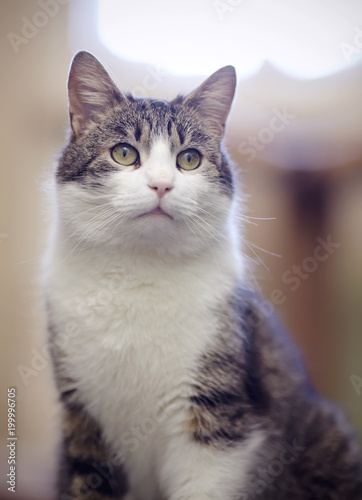 Portrait of the domestic cat