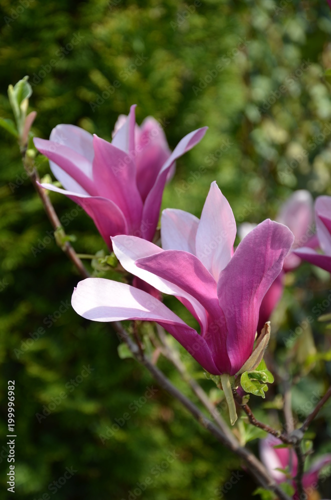 Magnolie Magnolie