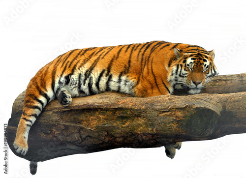 Siberian tiger  Panthera tigris tigris   also called Amur tiger  sleeps on tree