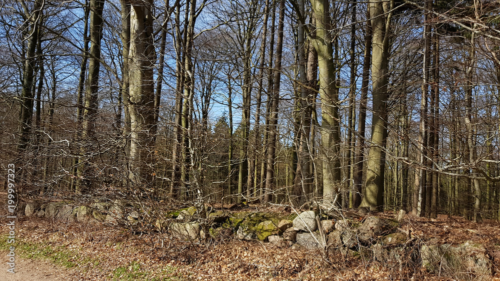 Forest in Early Spring in North Germany Forest in Early Spring in North Germany