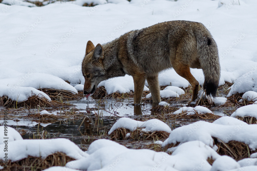 Obraz premium Coyote drinking water in the snow in Yosemite Valley