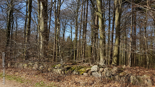 Forest in Early Spring in North Germany