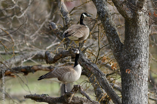 Canada geese standing in an oak tree