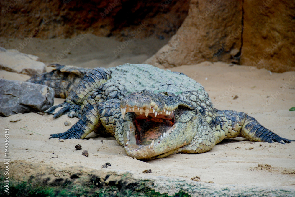 Fototapeta premium crocodile with open beak