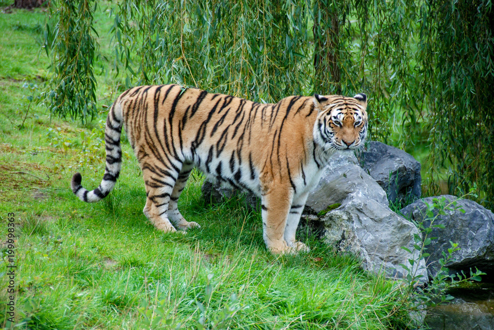 looking tiger looking tiger