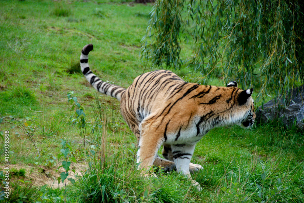 Fototapeta premium tiger predator