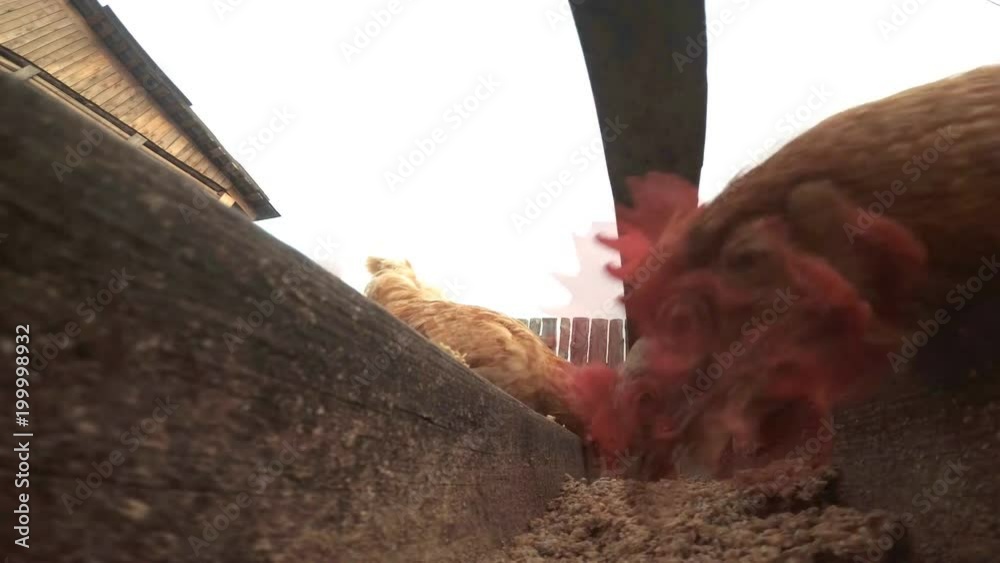 chickens-in-the-hen-house-eat-food-extreme-shooting-on-the-action