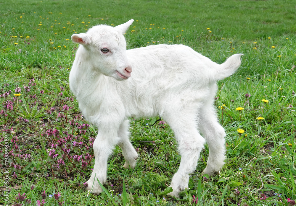 Naklejka premium Beautiful cute baby goat kid kiddy spring scene in colorful meadow with flowers 