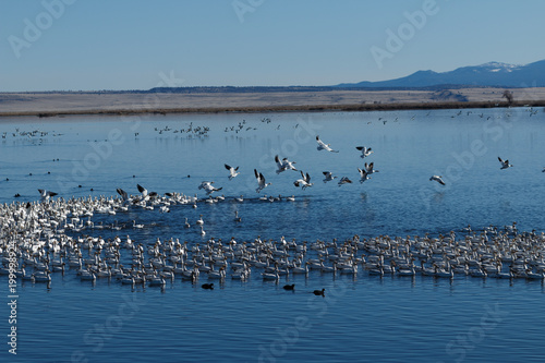 Snow geese migration © davidhoffmann.com