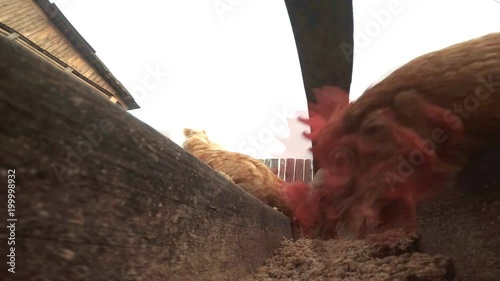 Chickens in the hen house eat food. Extreme shooting on the action camera which lies right in the bowl with food. Lovely chickens look and peck right next to the camera.