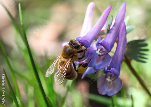 Biene sammelt auf lila Blüte des Lerchensporn (Corydalis) Blütenstaub - Honigbiene photo