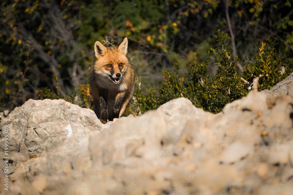 Fototapeta premium zorro buscando comida