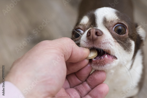 Wallpaper Mural Dog breed Chihuahua gets pills, vitamins, pills, delicacy from the hands of the owner. Torontodigital.ca