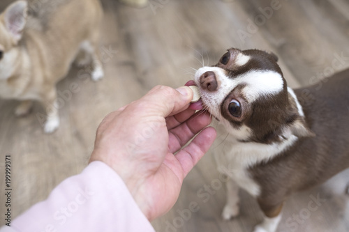 Dog breed Chihuahua gets pills, vitamins, pills, delicacy from the hands of the owner.