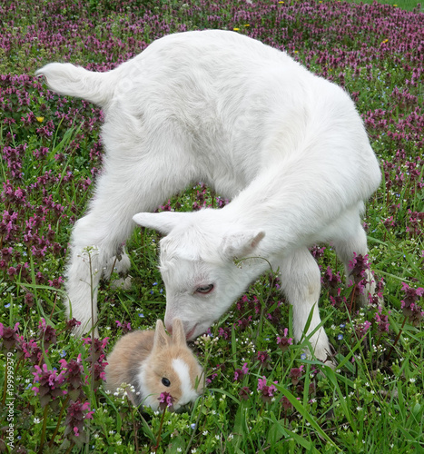 Bunny rabbit and goatling baby goat kid kiddy are best friends beautiful spring scene with flowers