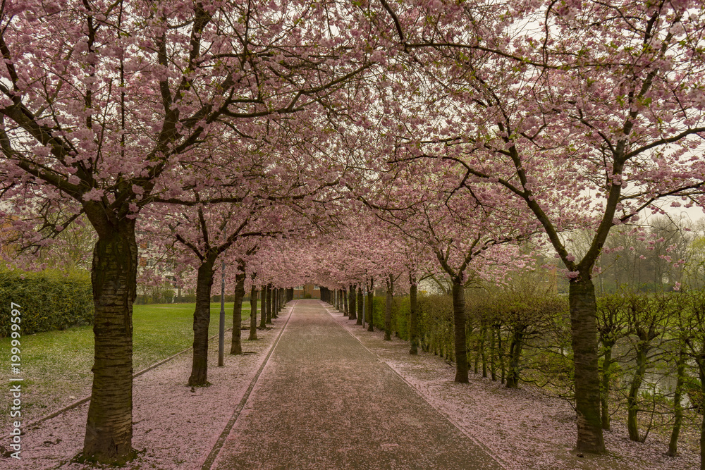View to Cherry Blossom Valley in Kaarst Citypark