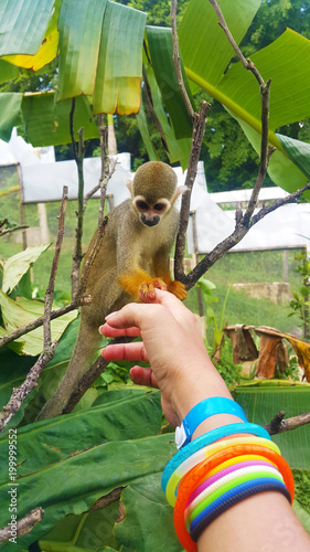 Photography cute little monkey holding human finger in monkeyland in Dominican republic tour